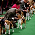 Keith Paladino of Lodi, New Jersey, second from left, works with a Beagle as they line up in the ring for competition at the 136th annual Westminster Kennel Club dog show. (AP Photo/Craig Ruttle/PA Images)