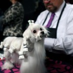 Maltese dog 'Dottie' gets a good grooming session in at the show. (AP Photo/Craig Ruttle/PA Images)