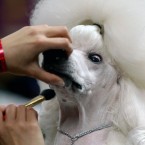 Standard poodle Sophie is groomed before her showing at the event. (AP Photo/Craig Ruttle/PA Images)