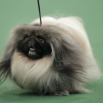 Pekingese 'Malachy' walks the walk during judging. (AP Photo/Seth Wenig/PA Images)