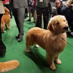 A golden retriever named Chloe, from Green Bay, Wiscpnsin, awaits patiently and adorably for her breed competition. (AP Photo/Craig Ruttle/PA Images)