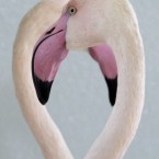 Pink flamingos in a zoo near Prague. Image: Vaclav Salek/Czech News Agency/PA Images