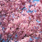 Nothing says springtime like the flowering of cherry blossom trees. Image: Alejandro Mallea/flickr