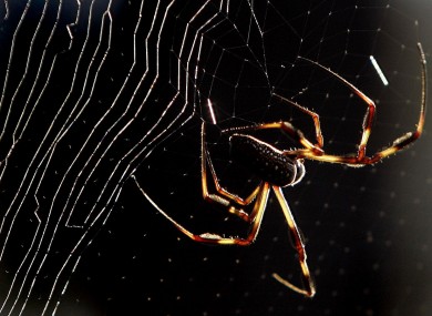 A spider works on its web as an early morning dew highlights the thin strands of silk, Monday, Sept. 24, 2007, in Tallahassee, Florida