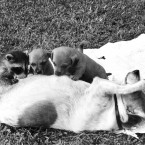 Susie the terrier welcomes a young raccoon to her brood in July 1967. (AP Photo/HP/PA Images)