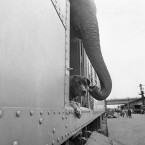 An elephant and a dog peer from a freight car at the Harlem River freight yard in New York City, 1963, ahead of their circus opening at Madison Square Gardens. (AP Photo/Goldberg/PA Images)