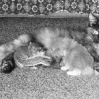 Mitzie appears somewhat surprised to discover a young squirrel feeding alongside her kitten. The injured squirrel was brought it into the house after being rescued by a Rhode Island family in May 1966. (AP Photo)