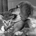 Oops... A spaniel goes in for an ear-chomping as his feline friend tucks into his tail. (Taken March 1967. AP Photo/PA File)