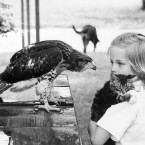 I think it's fair to say that cat is just a tad worried about its proximity to that hawk in Lawrence, Kansas, June 1962. (AP Photo/PA File)