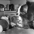 Barren the St Bernard kisses/tastes his pint-size guinea pig friend. (Image taken 1968. AP Photo/PA Images)
