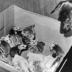 Yes, that's a dog watching a cat in a box with half a dozen orphaned opossums. (Image taken 1966. AP/PA File)