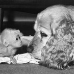 One-week-old monkey Rosalind being mothered by a zookeeper's pet cocker spaniel as the monkey is reared by Boston's Franklin Park Zoo. (Image taken 1966. AP Photo/PA File)