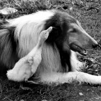 One brave duckling and one rather complacent collie. (Image taken in 1967. AP Photo/Chuck McGowen/PA File)