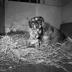 This is going to end in tears... Juno the Great Dane owned by the head keeper at Twycross Zoo, Leicestershire, England, looks after a leopard cub born at the zoo which was abandoned by its mother. (Image taken 1968. AP Photo/PA File)