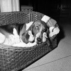 Two ducklings being minded by a Bassett Hound Henrietta in Miami, Florida, 1961. (AP Photo/PA File)