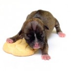 Beyonce - could be the smallest dog in the world (AP Photo/Lisa Van Dyke)