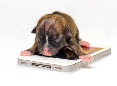 Beyonce on top of an iPhone