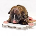 Beyonce - could be the smallest dog in the world (AP Photo/Lisa Van Dyke)