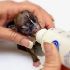 Beyonce - could be the smallest dog in the world (AP Photo/Lisa Van Dyke)