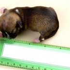 Beyonce - could be the smallest dog in the world (AP Photo/Lisa Van Dyke)