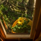 View from Allen's window looking out on nature. (Image via Joel Allen)
