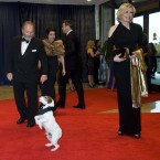 Uggie, the dog from