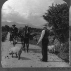 Driving pigs to the market, circa 1905 (location unknown). (Library of Congress, Prints & Photographs Division)