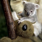 A seven-month-old koala at Duisburg Zoo, Germany, 2011. (AP Photo/Frank Augstein/PA Images)