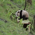 10-year-old panda Cao Cao and her male cub Tao Tao (pictured) are undergoing training to return to the wild. (Photo by ChinaFotoPress/PA)