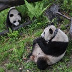 Tao Tao and Cao Cao play at the Wolong Nature Reserve. (Photo by ChinaFotoPress/PA)