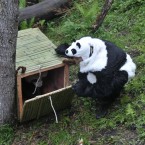 Tao Tao, a panda at the Wolong Nature Reserve, is lured into a cage by a disguised worker. (Photo by ChinaFotoPress/PA)