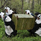 Workers dressed as pandas carry Tao Tao. (Photo by ChinaFotoPress/PA)