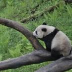 Tao Tao at the Wolong Nature Reserve in Sichuan Province. (Photo by ChinaFotoPress/PA)