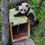 Male panda Tao Tao gives his cage another look over during his training to return to the wild. (Photo by ChinaFotoPress/PA)