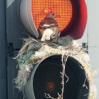 A thrush looks out from its unusual nest inside a traffic light in Leeds city centre this week. (Anna Gowthorpe/PA Wire)