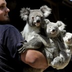 Joel Barbara, keeper at Sydney's Koala Park holds 