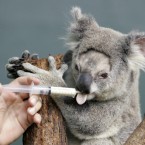Petra the koala is given medication after nasal surgery at Sydney Wildlife World, in Sydney 2008. (AP Photo/Rob Griffith)