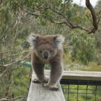One of the koala's from the Koala Conservation Centre, Victoria, Australia walks along the fence in October 2008. (Sam Spruce/PA File)