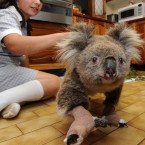 A Koala nicknamed Sam, saved from the bushfires in Gippsland, being cared for at the Mountain Ash Wildlife Centre in Rawson, Australia, 2009.(AP Photo/PA File)