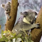 A 9-month-old baby koala, left, ventures from his mother at the Cleveland Metroparks Zoo in Cleveland, 2010. (AP Photo/Amy Sancetta)