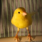 We can't imagine anything happening to this little yellow follow, but apparently in ancient Greece deep friend canary was your only man to cure a hangover. (Pic: Ryan Sullivan via Creative Commons) 