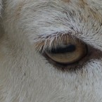 Outer Mongolia's answer to hair of the dog is to make a delicious cocktail of pickled sheeps eyes and tomato juice and you'll be right as rain. (Pic: Sarah Barker via Creative Commons) 