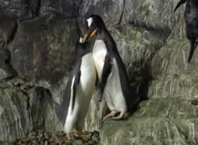 Inca and Rayas at Faunia Zoo 