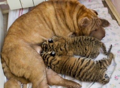 Cleopatra feeding the two cubs.