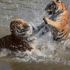 Slaps and splashes at the Huangshan Mountain Tiger Park. (Photo by Shi Guangde/ChinaFotoPress/PA)
