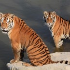 Serene Siberian tigers by their water pool. (Photo by Shi Guangde/ChinaFotoPress/PA)