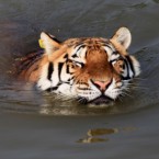 A Siberian tiger enjoys a cooling dip in the pool at the Huangshan Mountain Tiger Park. (Photo by Shi Guangde/ChinaFotoPress/PA)