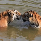 Face off! (Photo by Shi Guangde/ChinaFotoPress/PA)
