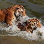 Playing in a water pool to keep cool. (Photo by Shi Guangde/ChinaFotoPress/PA)