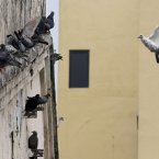 A pigeon hones in on a spot to land on a crowded wall in the central business district of Kuala Lumpur, Malaysia. (AP Photo/Mark Baker)